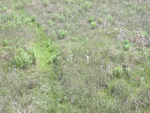 Aerial photo of macrophyte plots at SRS-1b, Shark River Slough by Emilie Verdon