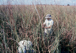 Measuring sawgrass in macrophyte plots at SRS-3 (Emilie Verdon, Damon Rondeau), Shark River Slough