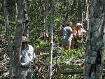 Field trip to SRS-5 during Caribbean Workshop- Litter traps at SRS-5 (Robert Twilley foreground) by Steve Davis