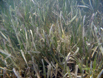 Seagrass at TS/Ph-9 by Jim Fourqurean