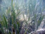 Seagrass at TS/Ph-10 by Jim Fourqurean