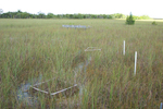 TS/Ph-4 macrophyte plots, Taylor Slough by Mike Rugge