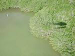 TS/Ph-7 aerial photo, Taylor Slough by Tim Grahl and Greg Losada