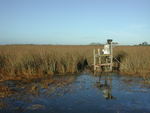 SRS-1c, Shark River Slough by Wetland Ecosystems Lab