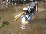 Jay Sah crossing tidal creek to measure tree damage by Hurricane Wilma, Harney River by Victor H. Rivera-Monroy