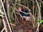 Nicole Poret retrieving decomposition bags to measure mangrove fine root decomposition rates, Shark River Slough by Victor H. Rivera-Monroy