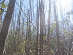 Mangrove forest canopy damaged by Hurricane Wilma, Shark River Slough by Victor H. Rivera-Monroy