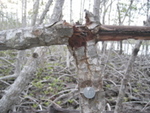 Tagged tree damaged by Hurricane Wilma, Shark River Slough by Victor H. Rivera-Monroy