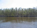 Fringe mangrove forest showing defoliation by Hurricane Wilma, Shark River Slough by Victor H. Rivera-Monroy