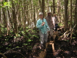 Mike Ross inspecting mangrove forest gaps along boardwalk, Shark River Slough by Victor H. Rivera-Monroy