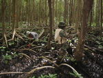 Sharon Ewe and Edward Castaneda measuring mangrove seedlings along transects, Shark River Slough by Victor H. Rivera-Monroy