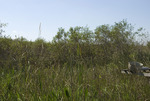 Vegetation near TS/Ph-1a, Taylor Slough