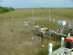Xavier Zapata (FIU graduate student) collecting a groundwater sample, Taylor Slough