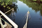 Electrofishing gear in use, Rookery Branch, Shark River by Jennifer Rehage