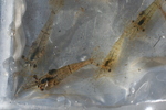Palaemonid shrimp, Shark River by Jennifer Rehage