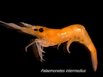 Palaemonetes intermedius (Palaemonid shrimp) by Lauren McCarthy