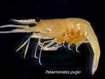 Palaemonetes pugio (Palaemonid shrimp) by Lauren McCarthy