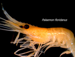 Palaemonetes floridanus (Palaemonid shrimp) by Lauren McCarthy