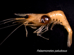 Palaemonetes paludosis (Palaemonid shrimp) by Jennifer Rehage
