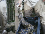 Burmese python at SRS-6, Shark River Slough by Jessica Schedlbauer