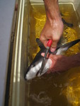 Hook removal from a juvenile bull shark in Tarpon Bay by Philip Matich