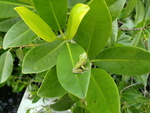 Green tree frog by Jennifer S. Rehage