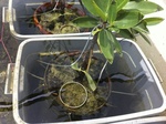 Red mangrove juvenile mangroves and mangrove peat soils at the wetland mesocosm facility. Plants were exposed to phosphorus addition and defolitation, mimicing effects of marine storms on coastal mangrove ecosystems. by Stephen Davis