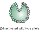 Early Gastrula with Skewed X-Inactivation by Tracey A. Weiler